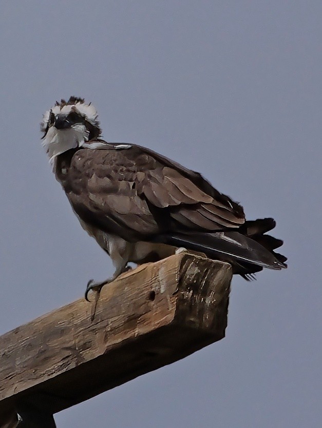 Osprey - ML619680798