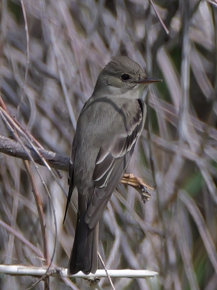 Western Wood-Pewee - ML619680818
