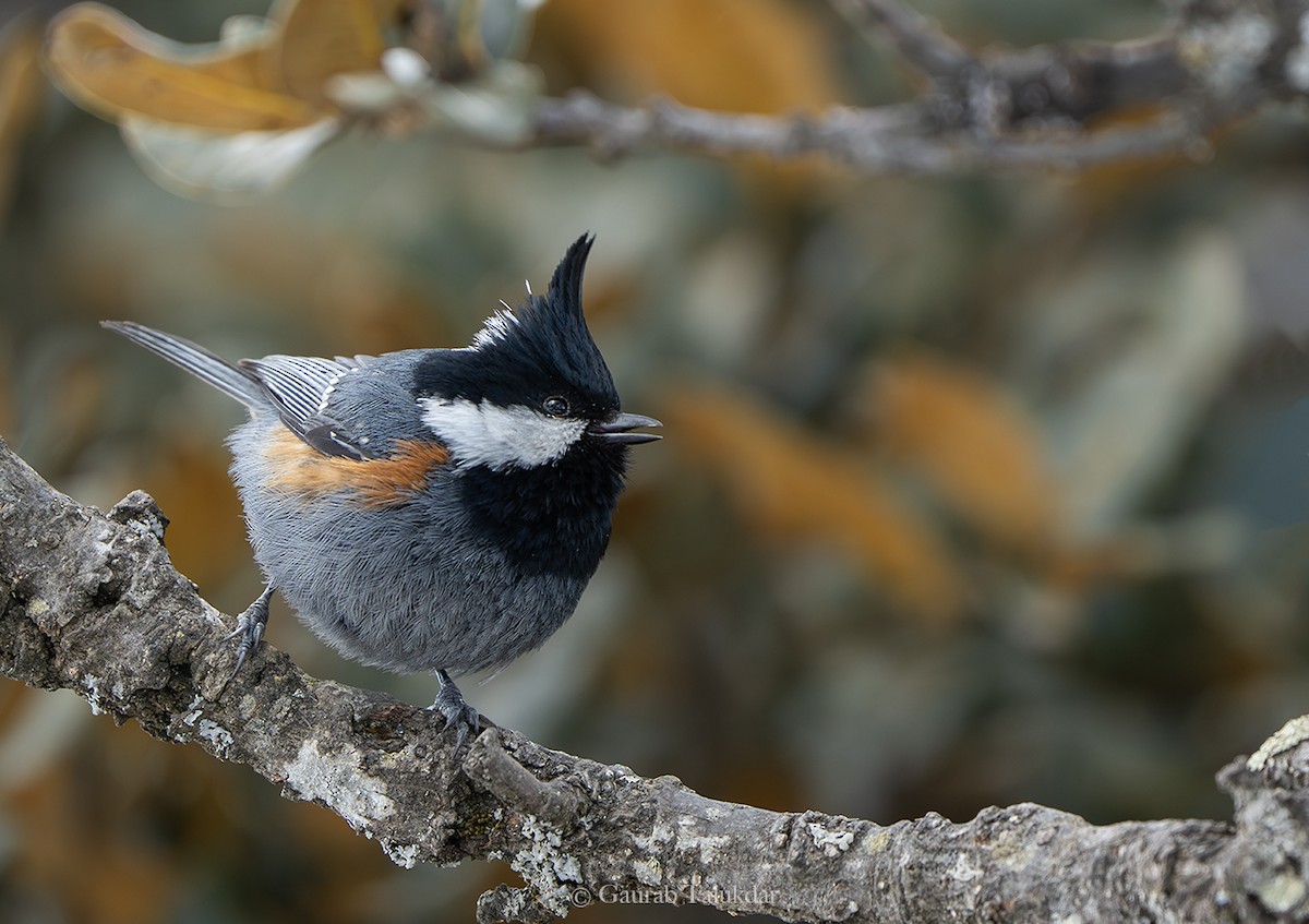 Coal Tit - ML619680836