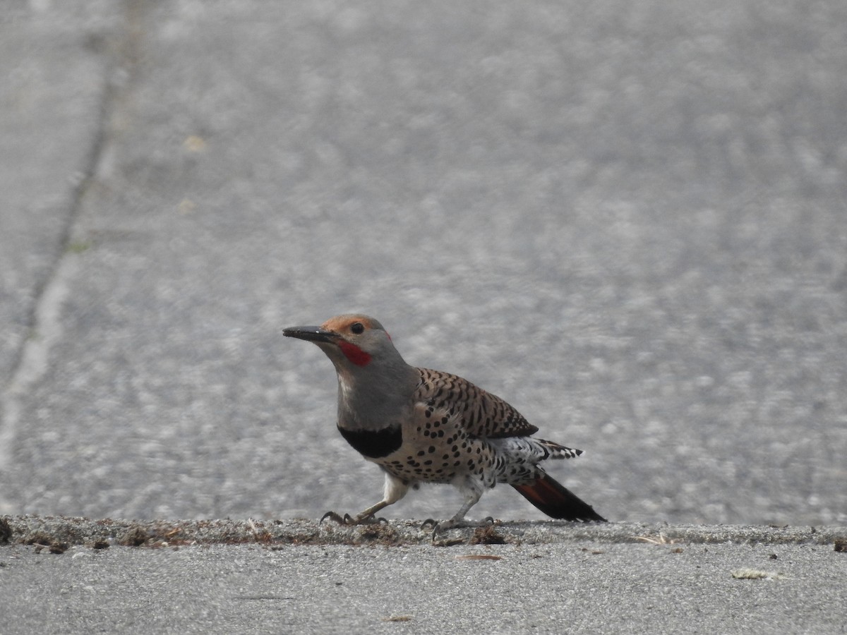 Northern Flicker (Yellow-shafted x Red-shafted) - ML619680837