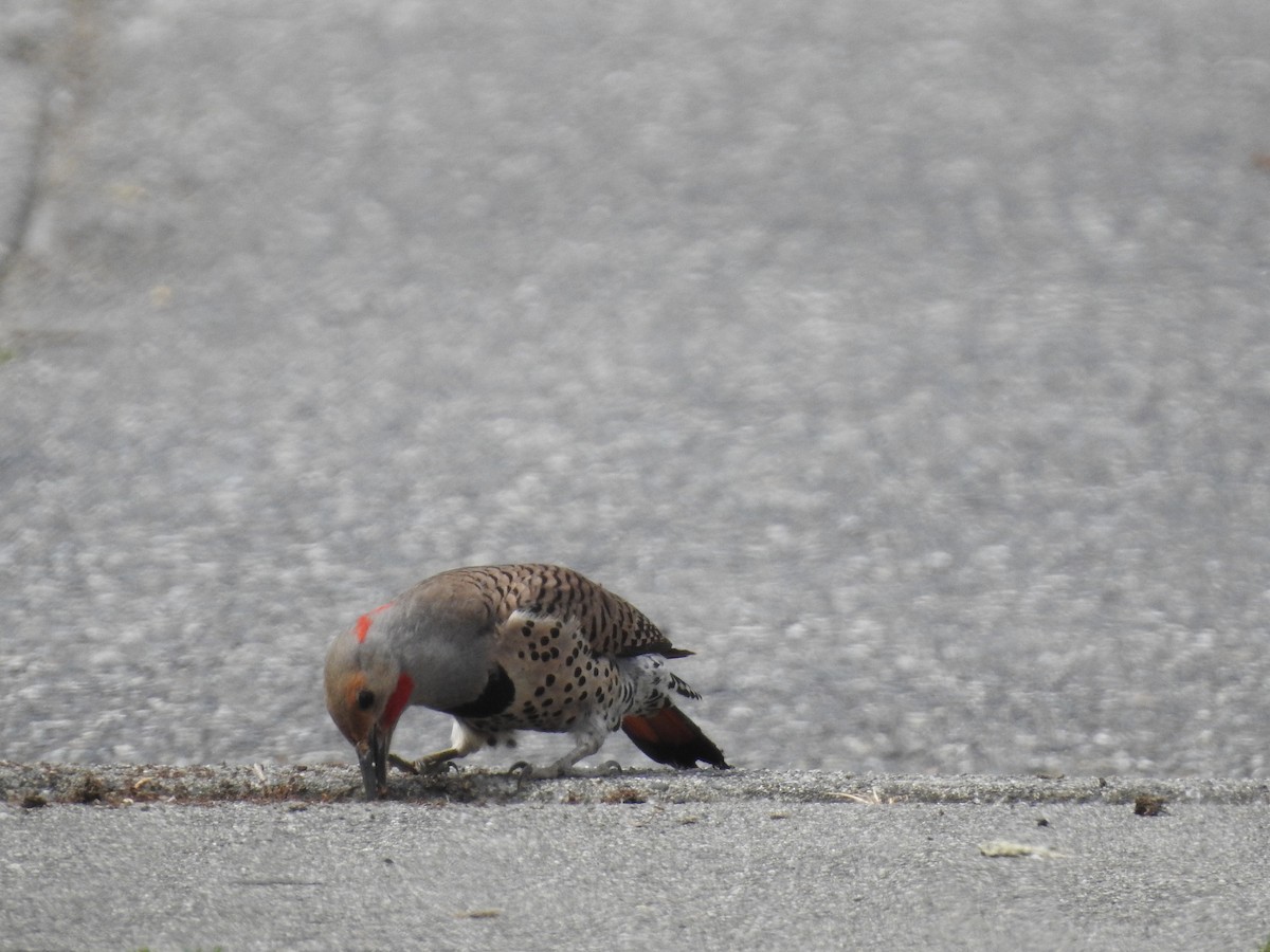 Northern Flicker (Yellow-shafted x Red-shafted) - ML619680838