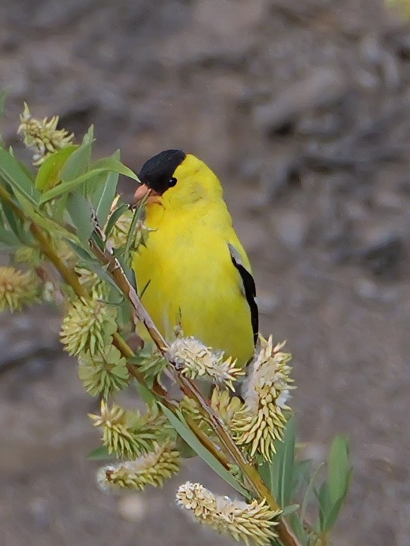American Goldfinch - ML619680845