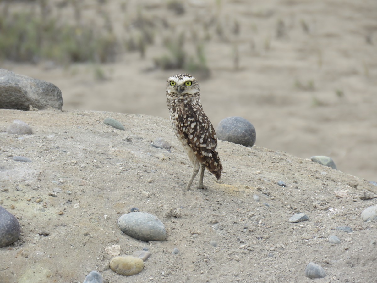 Burrowing Owl - ML619680853