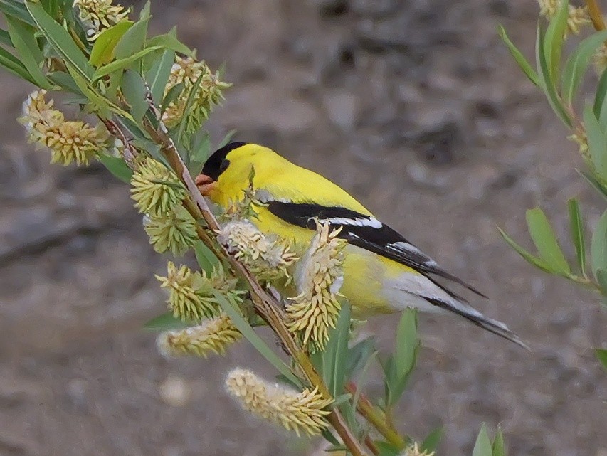 American Goldfinch - ML619680858