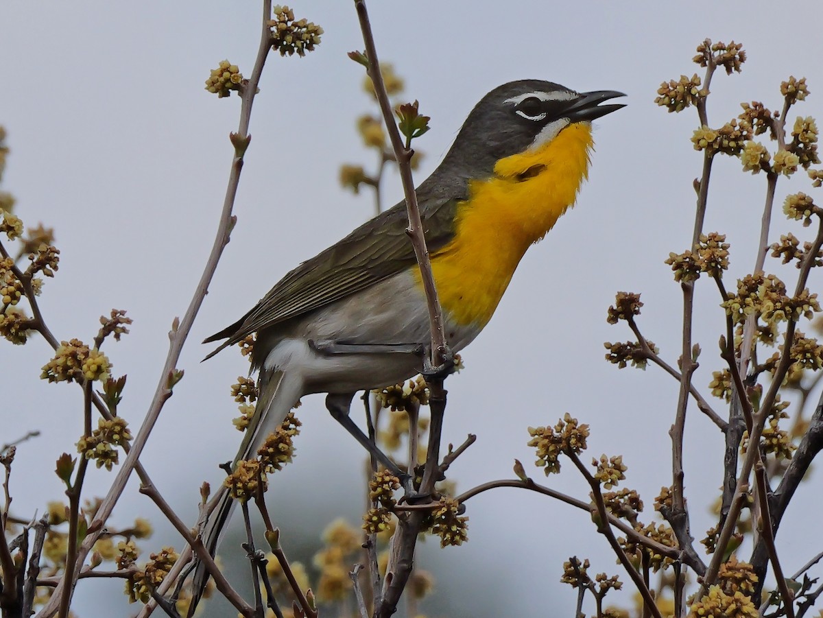 Yellow-breasted Chat - ML619680884