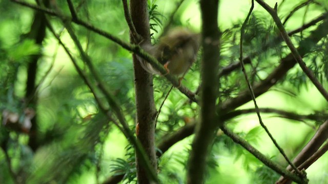 Goldcrest - ML619680900