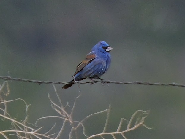 Blue Grosbeak - ML619680902