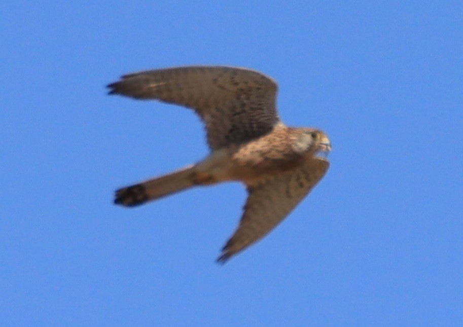 Eurasian Kestrel - ML619680924