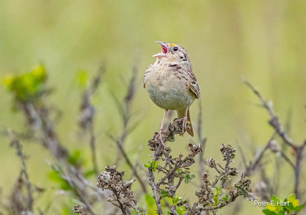 Grasshopper Sparrow - Peter Hart