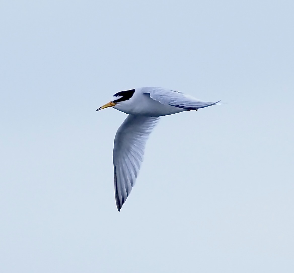 Little Tern - ML619680945