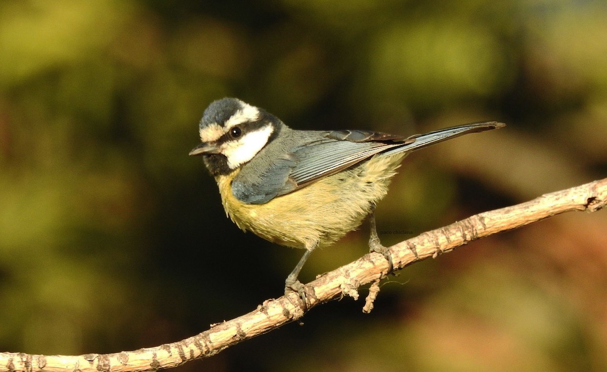 African Blue Tit - ML619680957