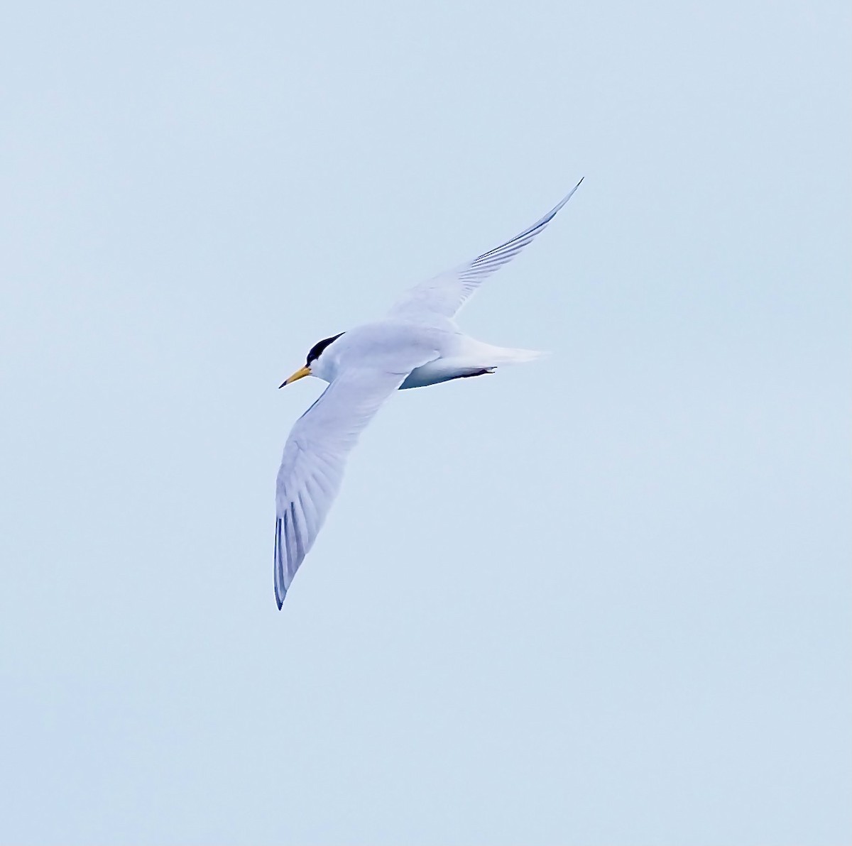 Little Tern - ML619680967