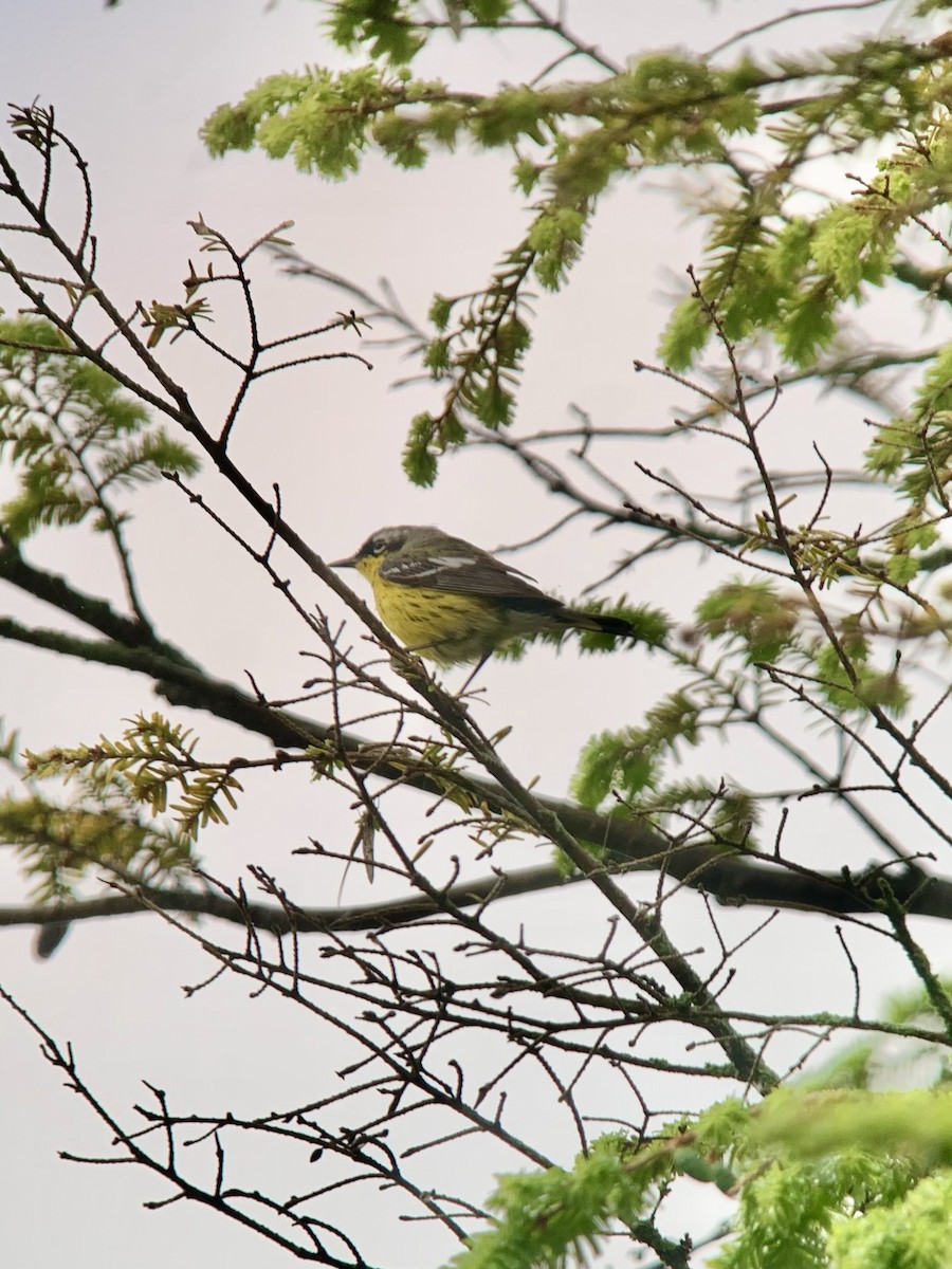 Magnolia Warbler - ML619680971