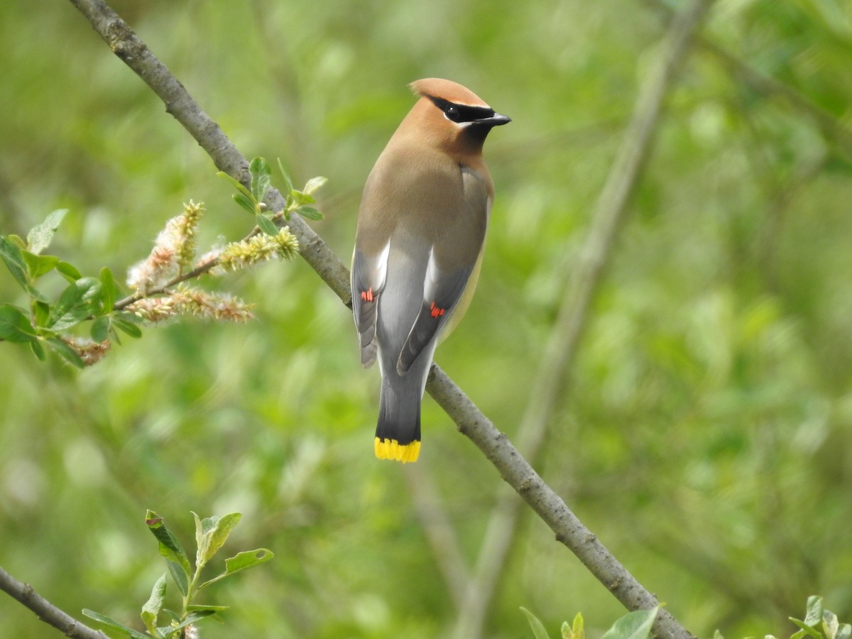 Cedar Waxwing - ML619680980