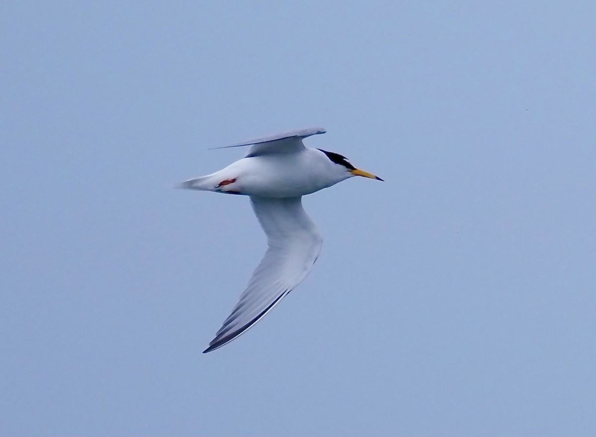 Little Tern - ML619681003