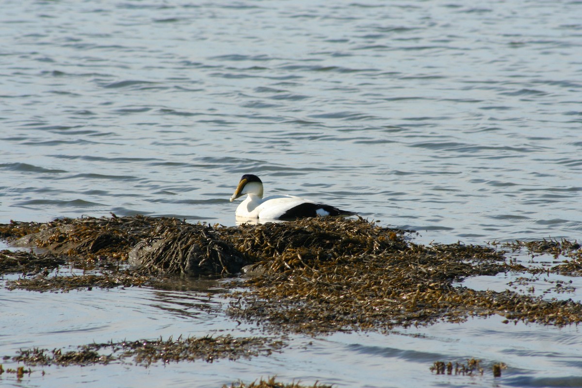 Common Eider - ML619681004