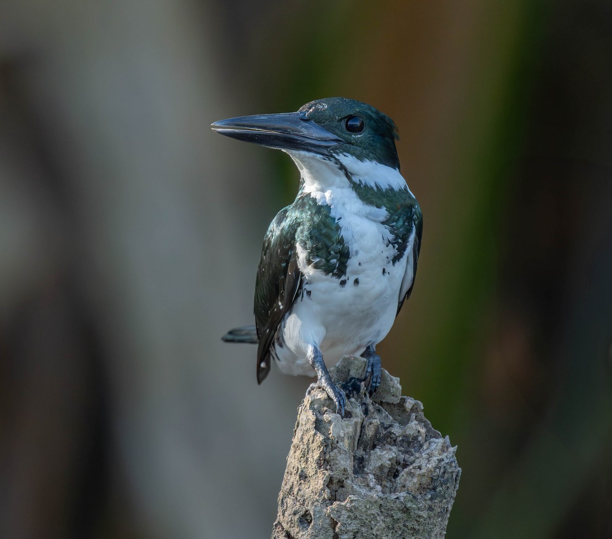 Green Kingfisher - ML619681005