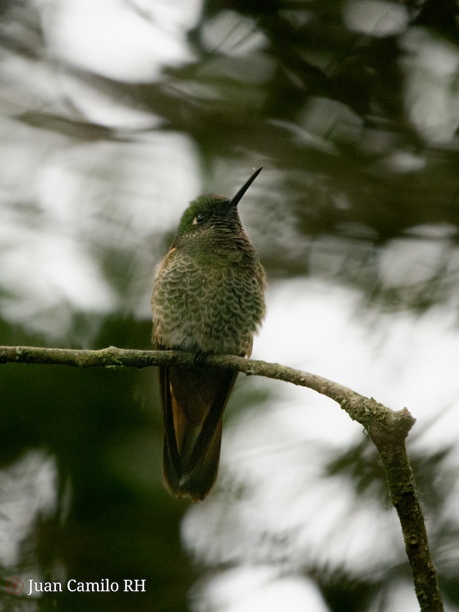 kolibřík žlutoocasý - ML619681006