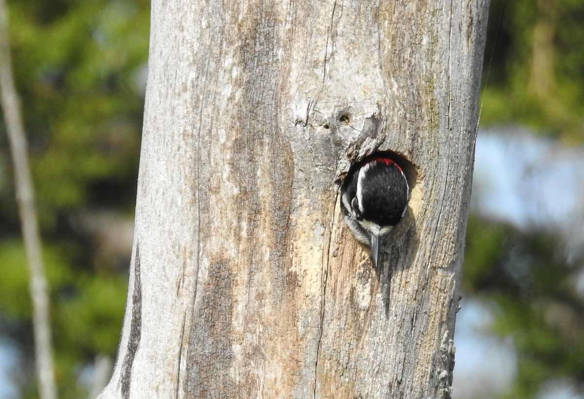 Downy Woodpecker - ML619681009