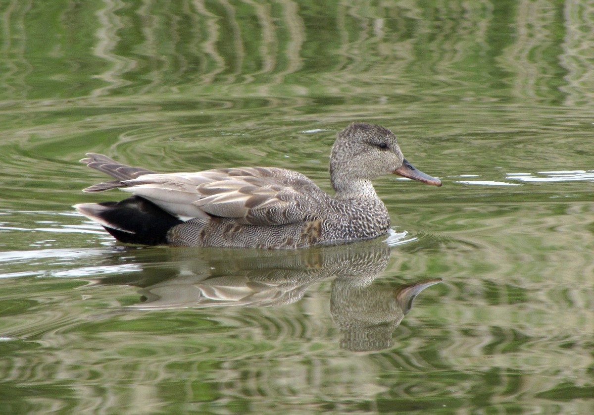 Gadwall - ML619681011