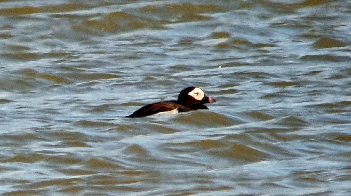 Long-tailed Duck - ML619681015