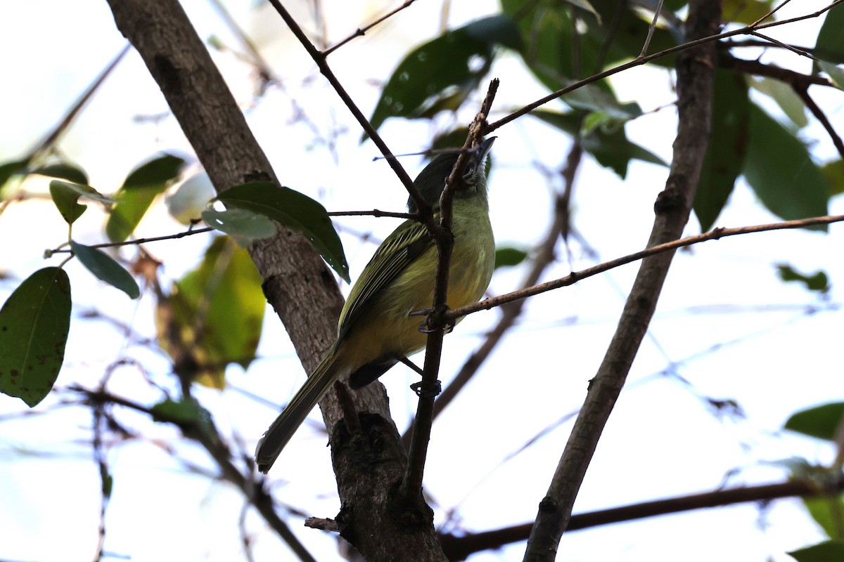 Yellow-olive Flatbill - ML619681027