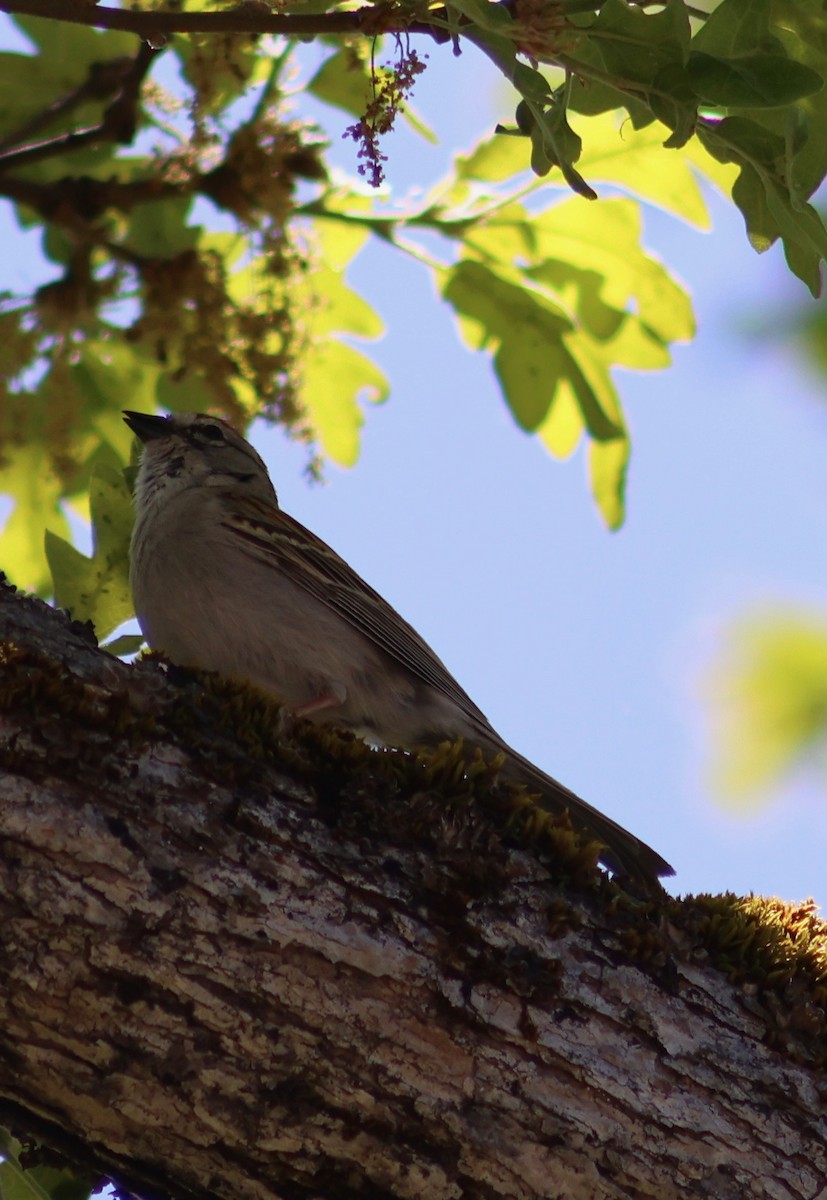 Chipping Sparrow - ML619681035