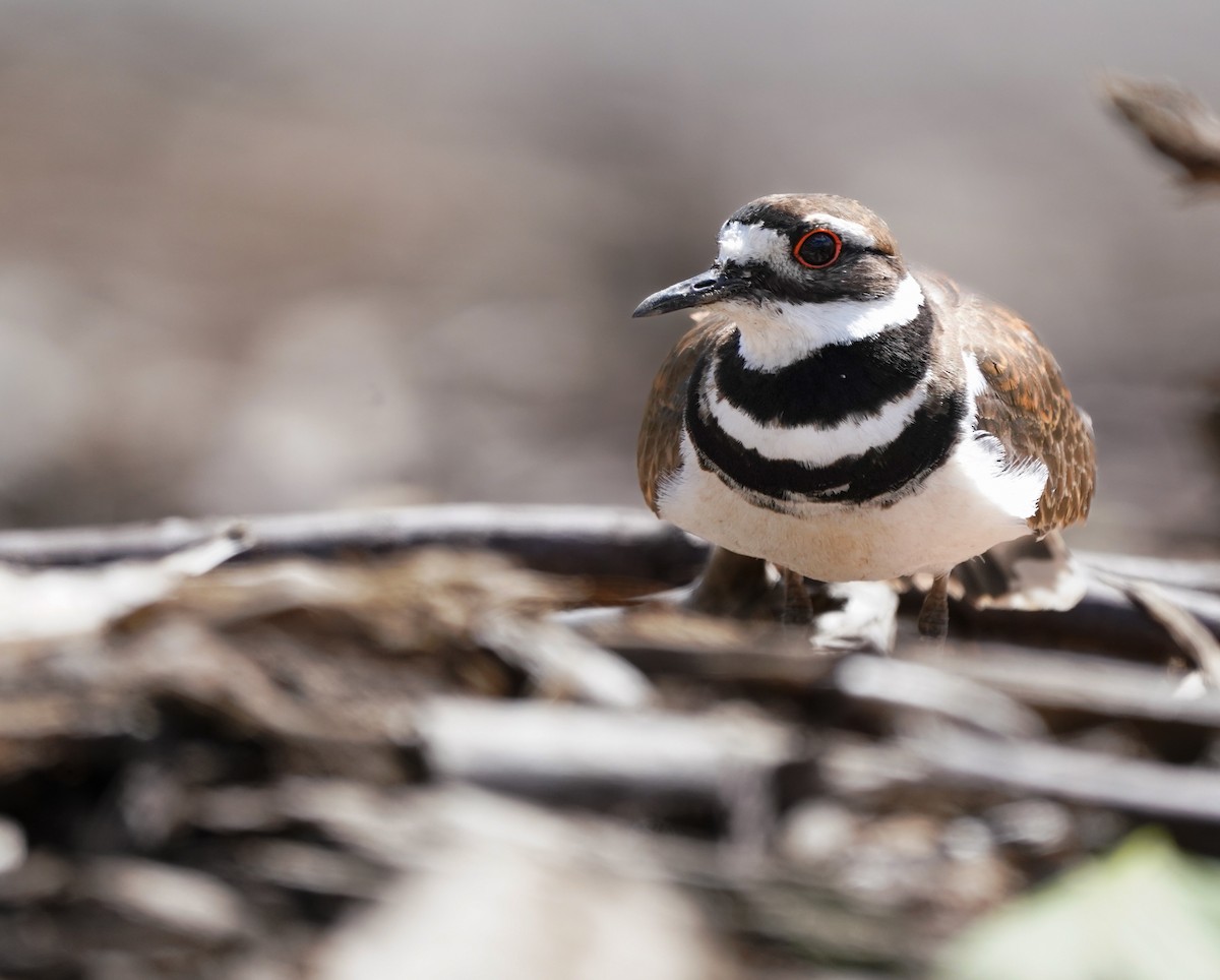 Killdeer - ML619681050