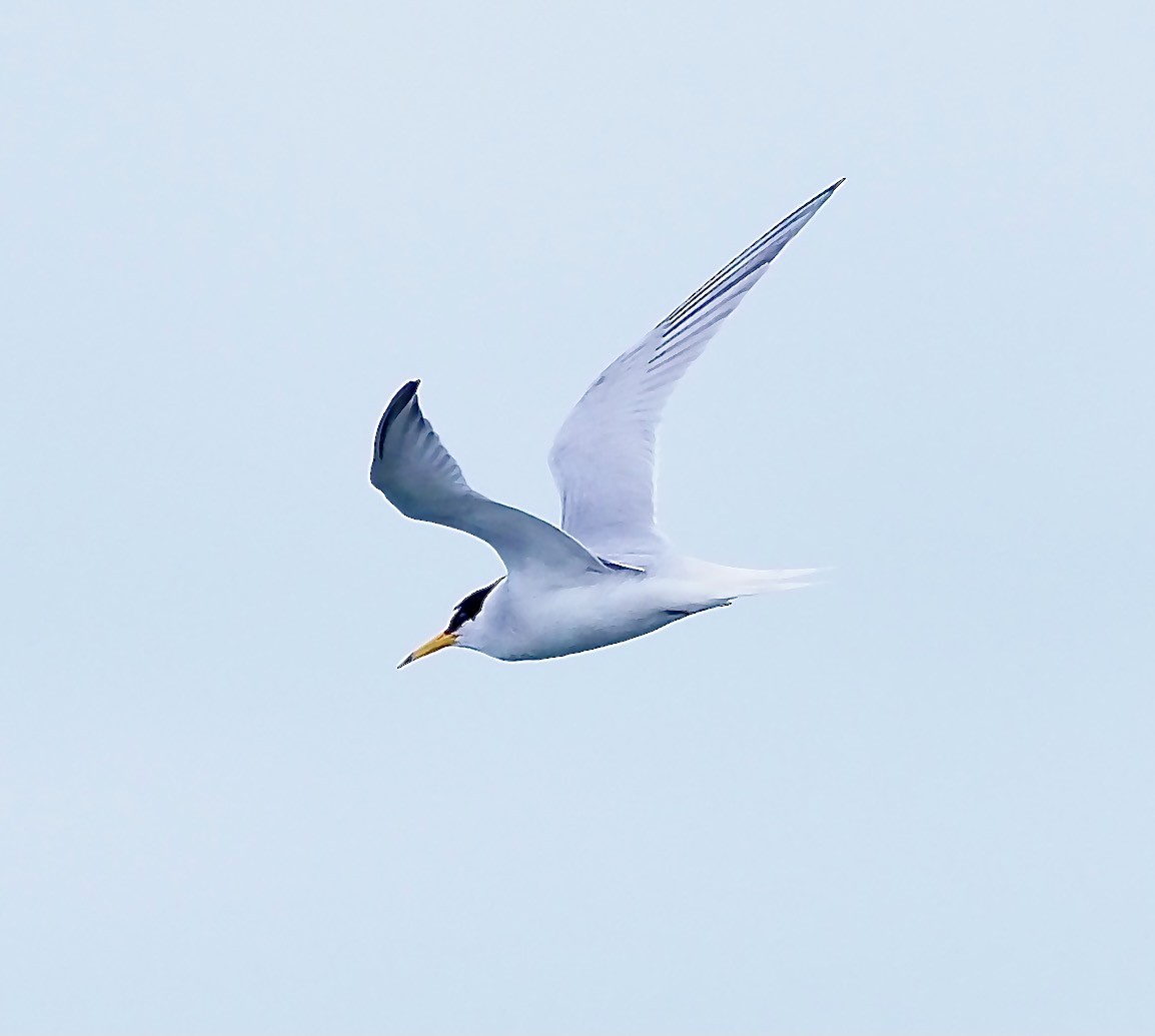 Little Tern - ML619681052