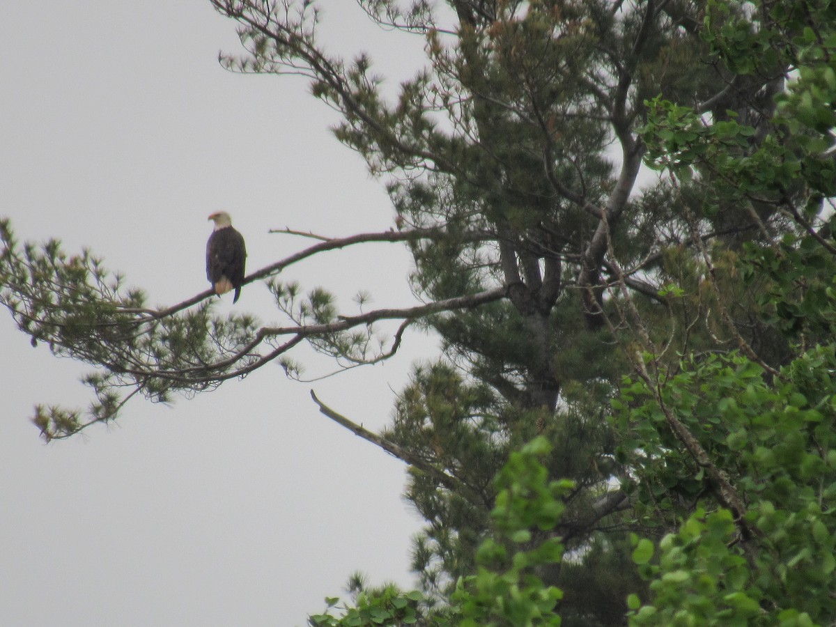 Bald Eagle - ML619681062