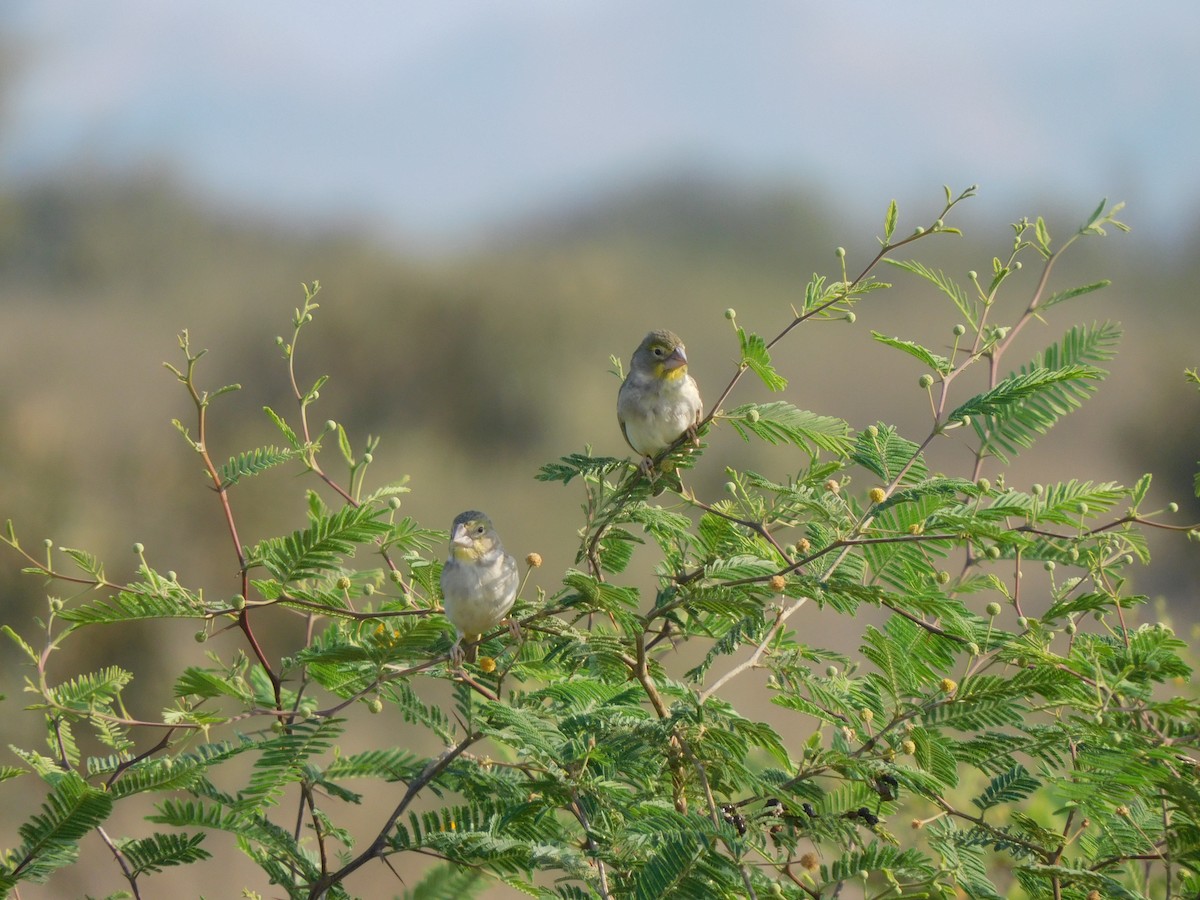 Sulphur-throated Finch - ML619681117