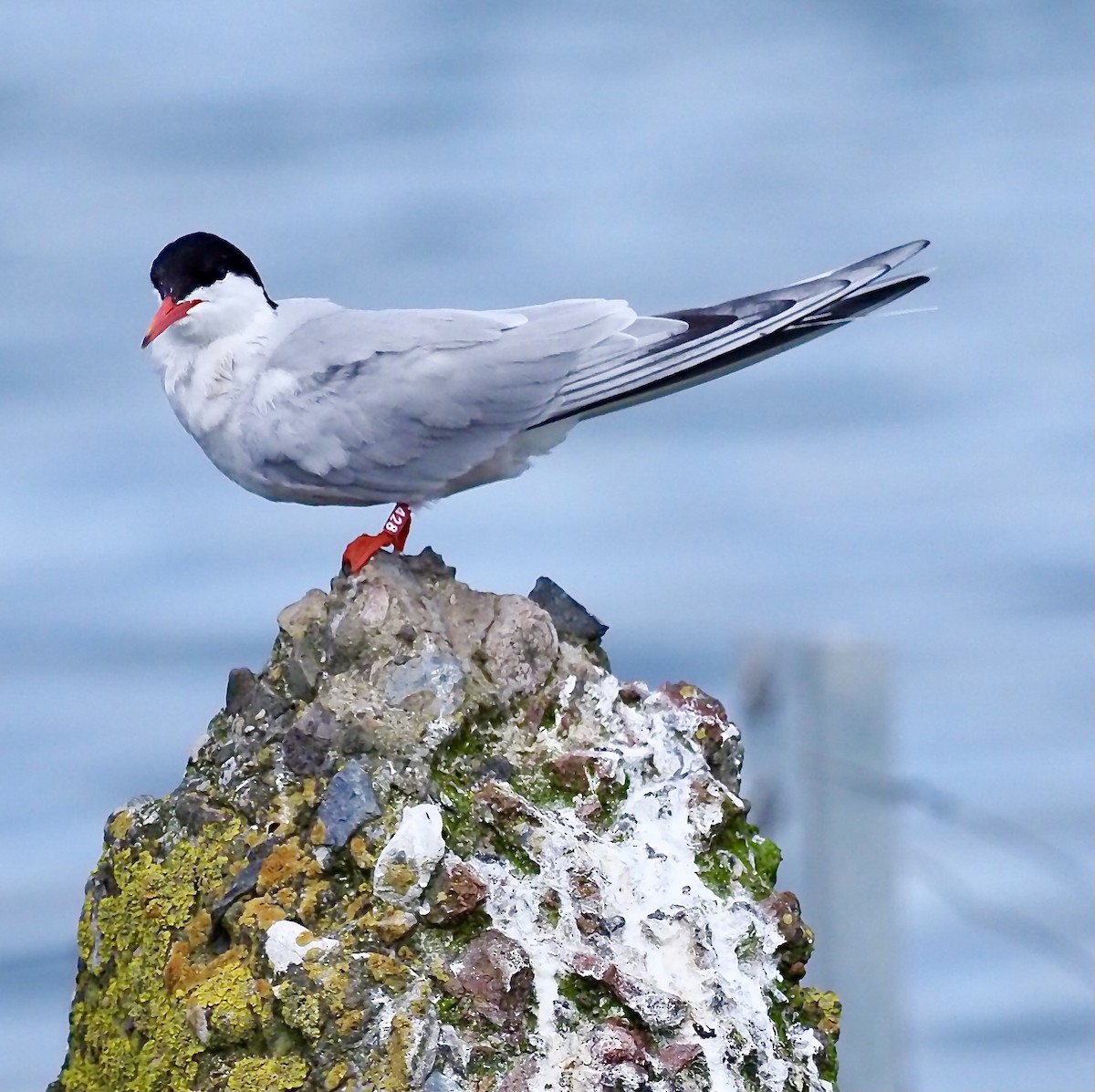 Common Tern - ML619681123