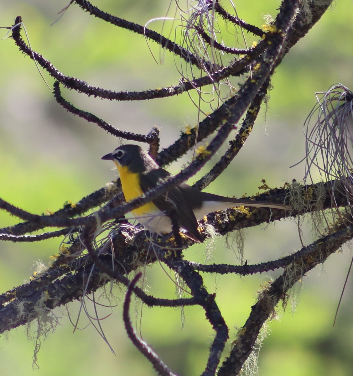 Yellow-breasted Chat - Keith Larson