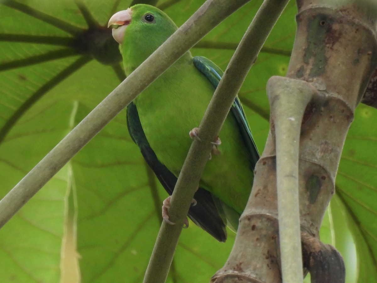 Папуга-горобець панамський - ML619681199