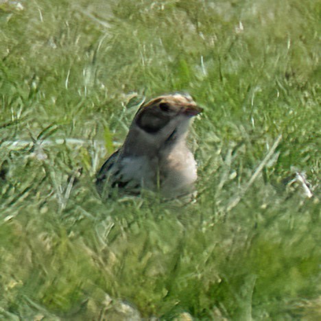 Lapland Longspur - ML619681208