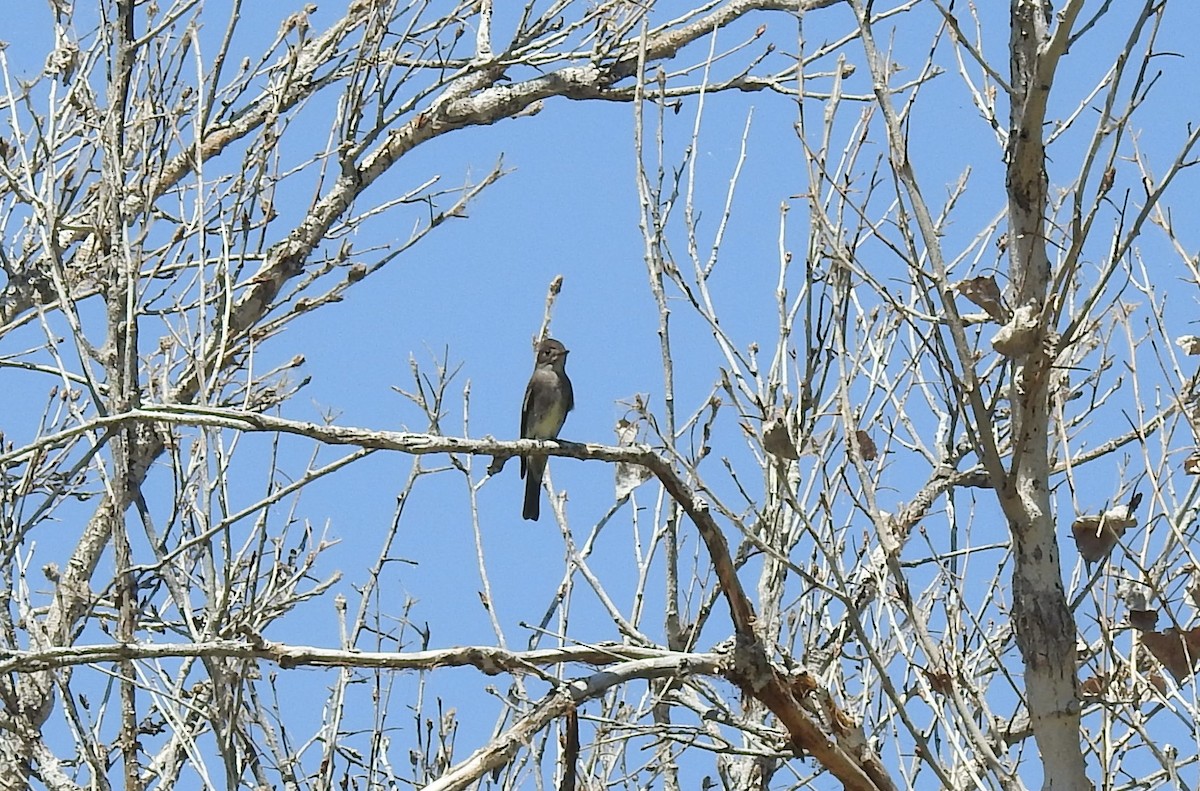 Western Wood-Pewee - ML619681222