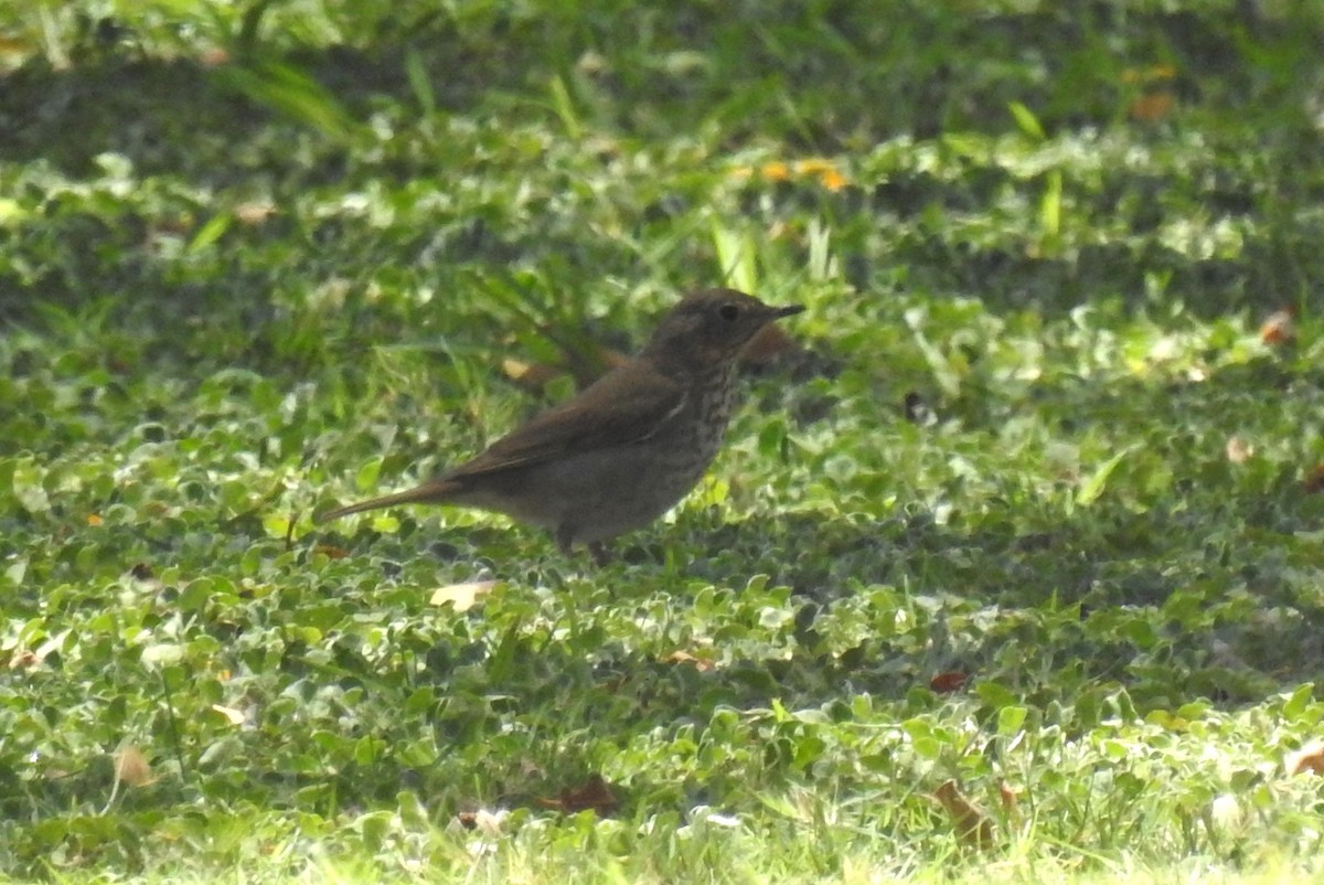 Swainson's Thrush (Russet-backed) - ML619681232