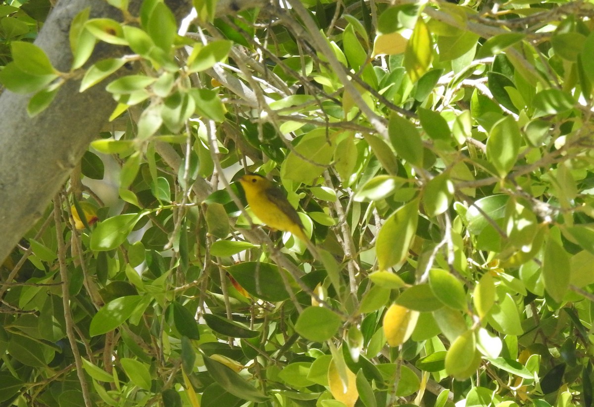 Wilson's Warbler - ML619681236