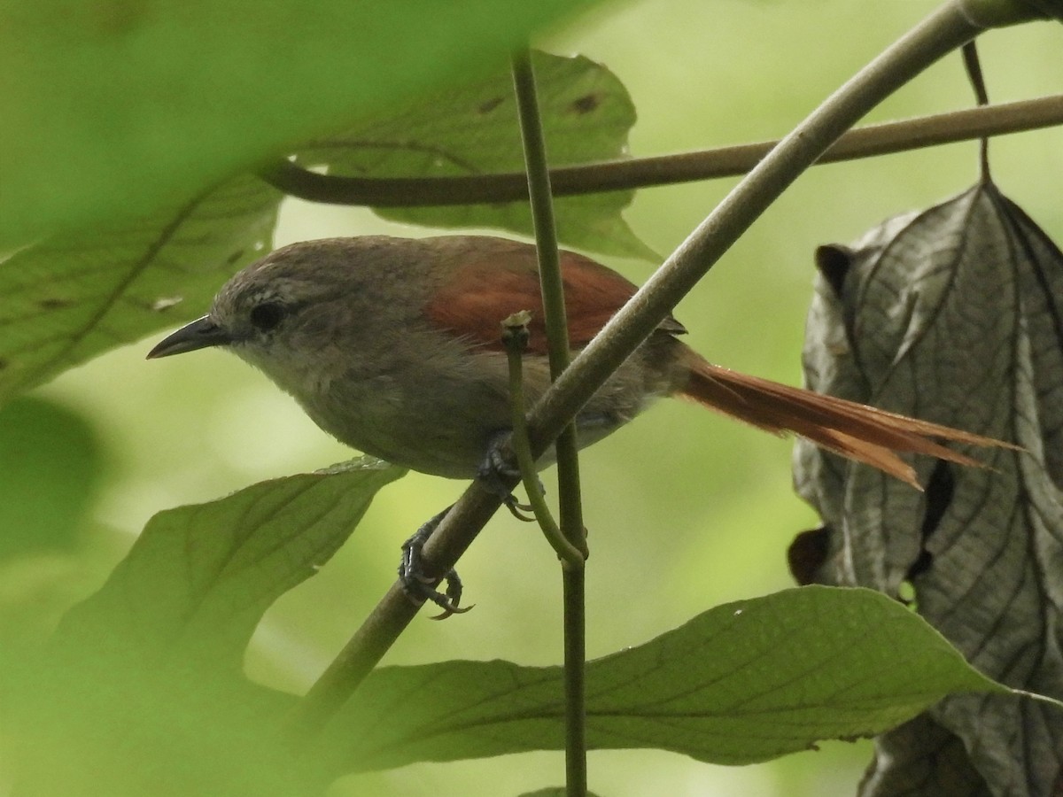 Plain-crowned Spinetail - ML619681239