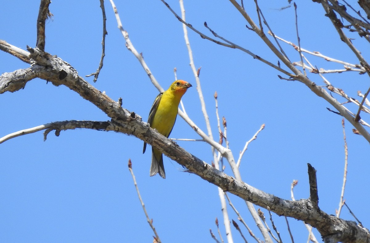 Western Tanager - ML619681252