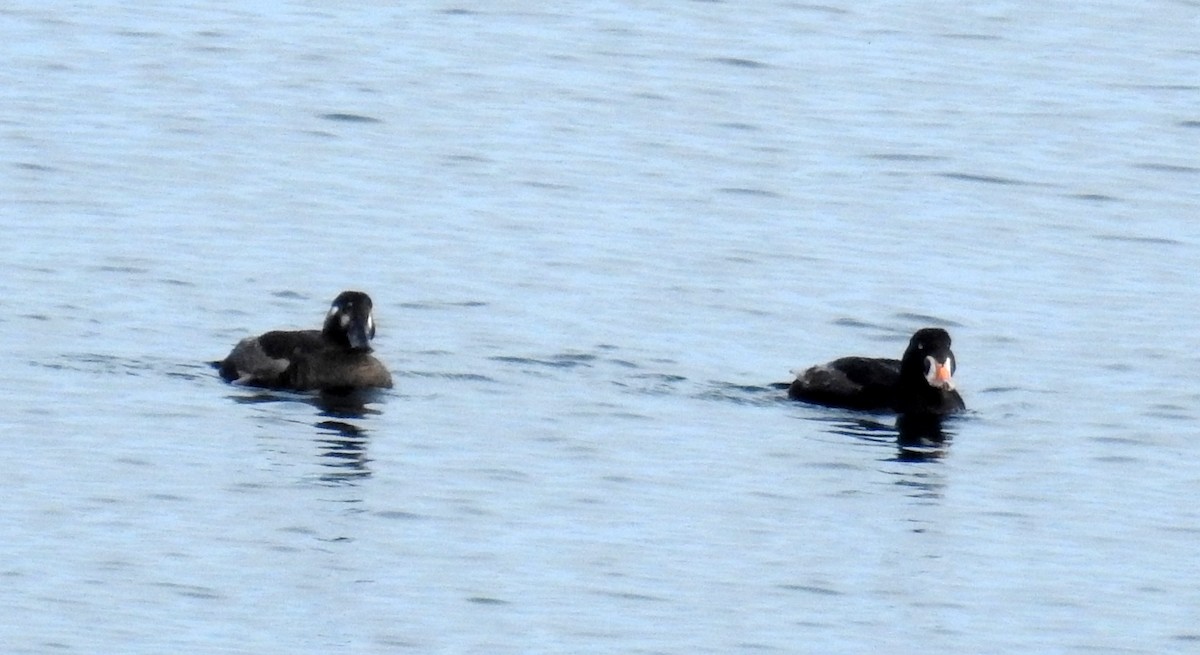 Surf Scoter - ML619681274