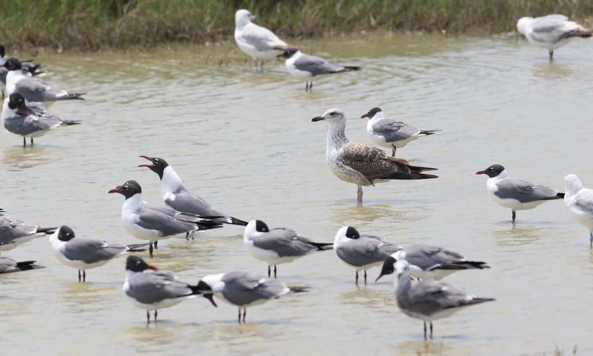 Lesser Black-backed Gull - ML619681289