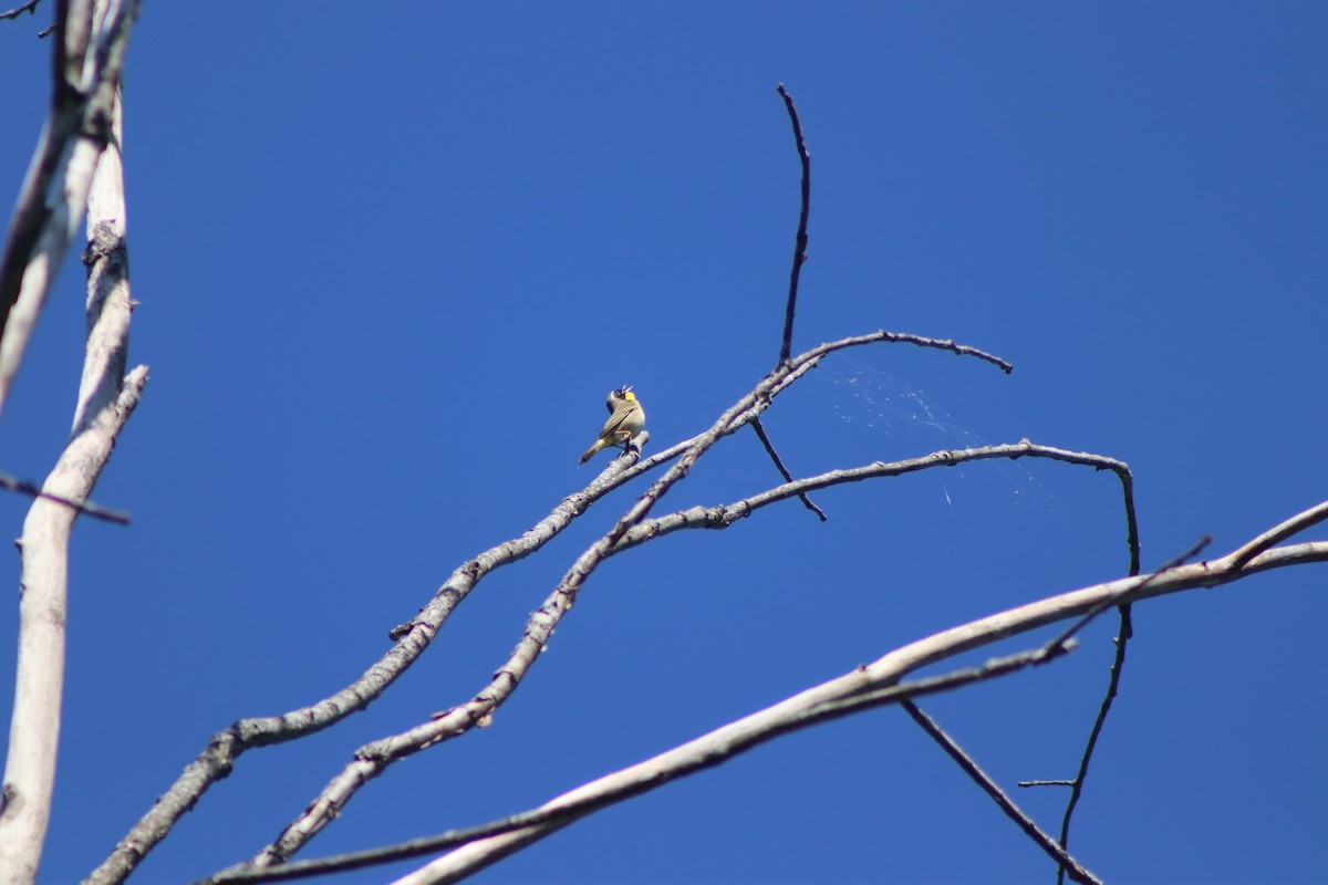 Common Yellowthroat - Cory Ruchlin