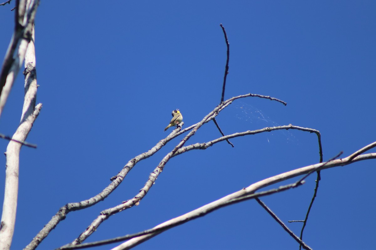 Common Yellowthroat - ML619681292