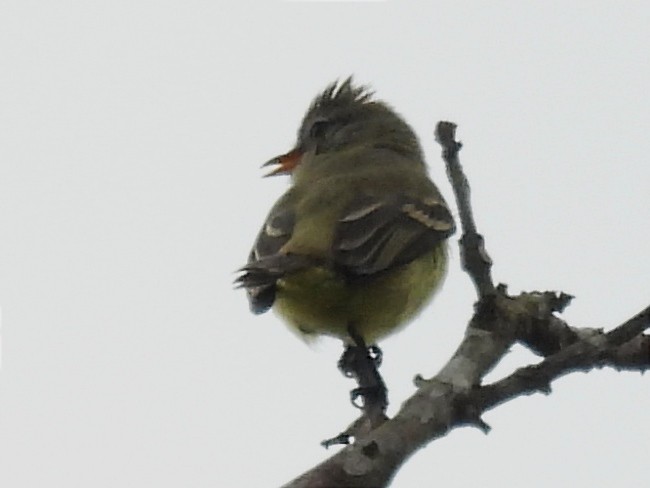 Southern Beardless-Tyrannulet - ML619681302