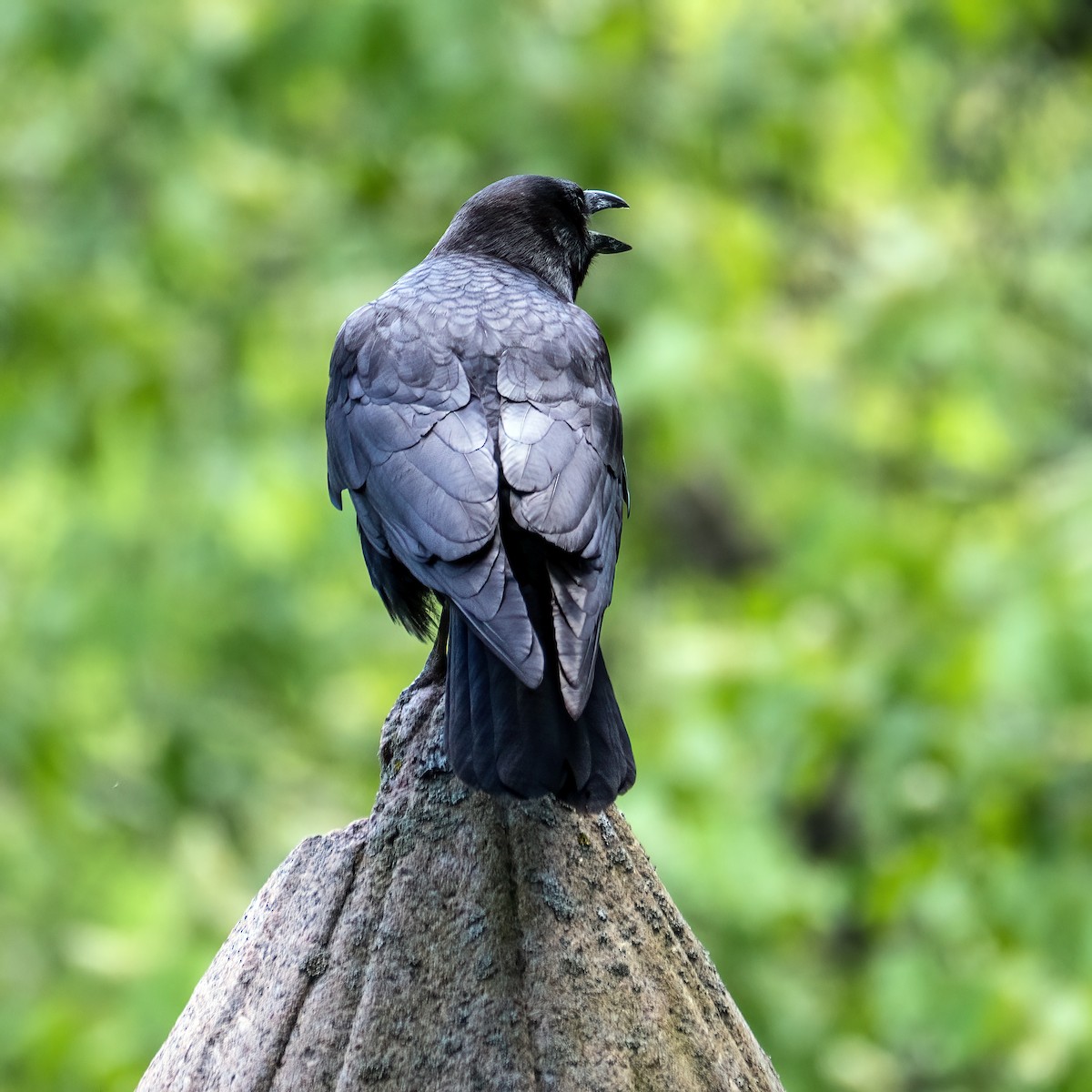 American Crow - ML619681327