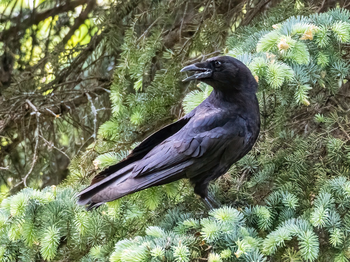 American Crow - ML619681328