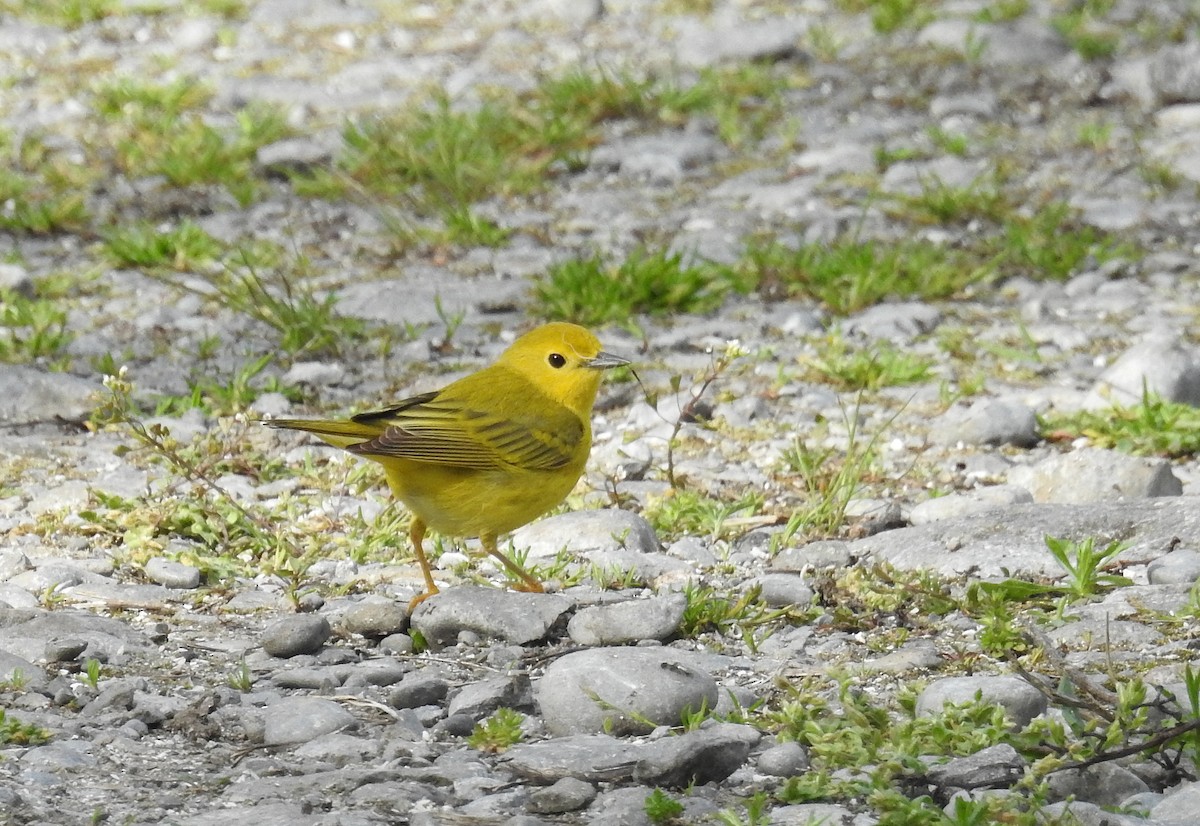 Paruline jaune - ML619681334