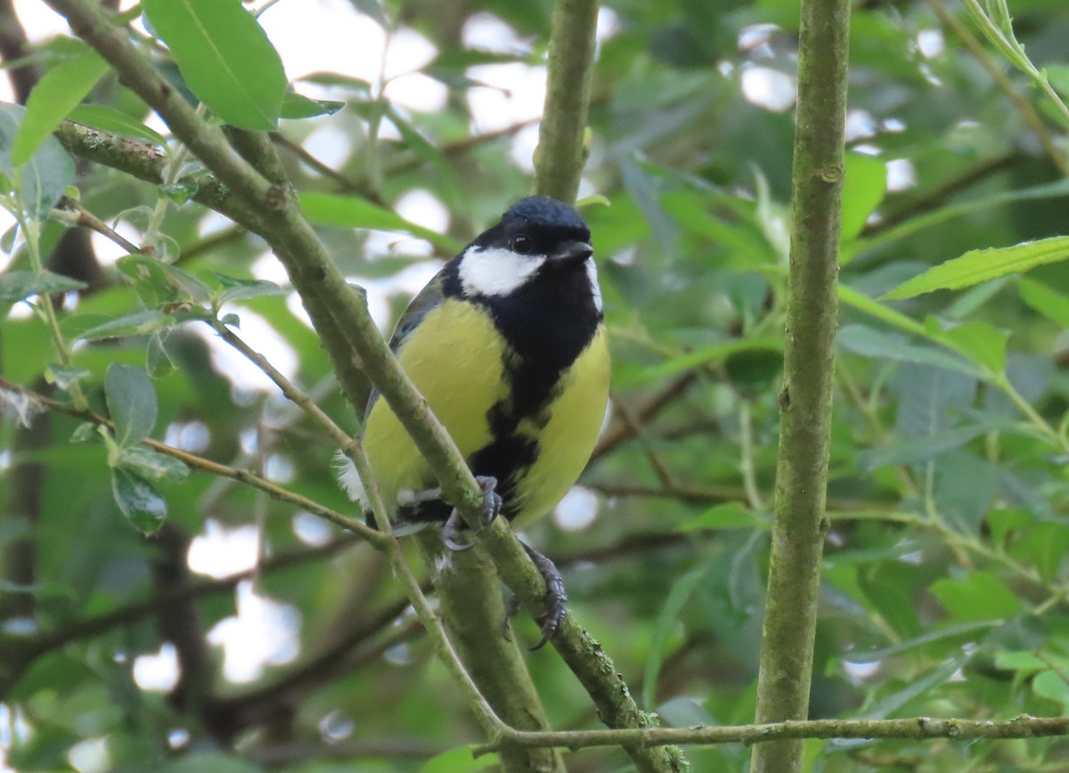 Great Tit (Great) - ML619681335