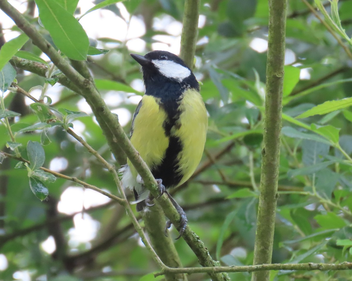 Great Tit (Great) - ML619681336